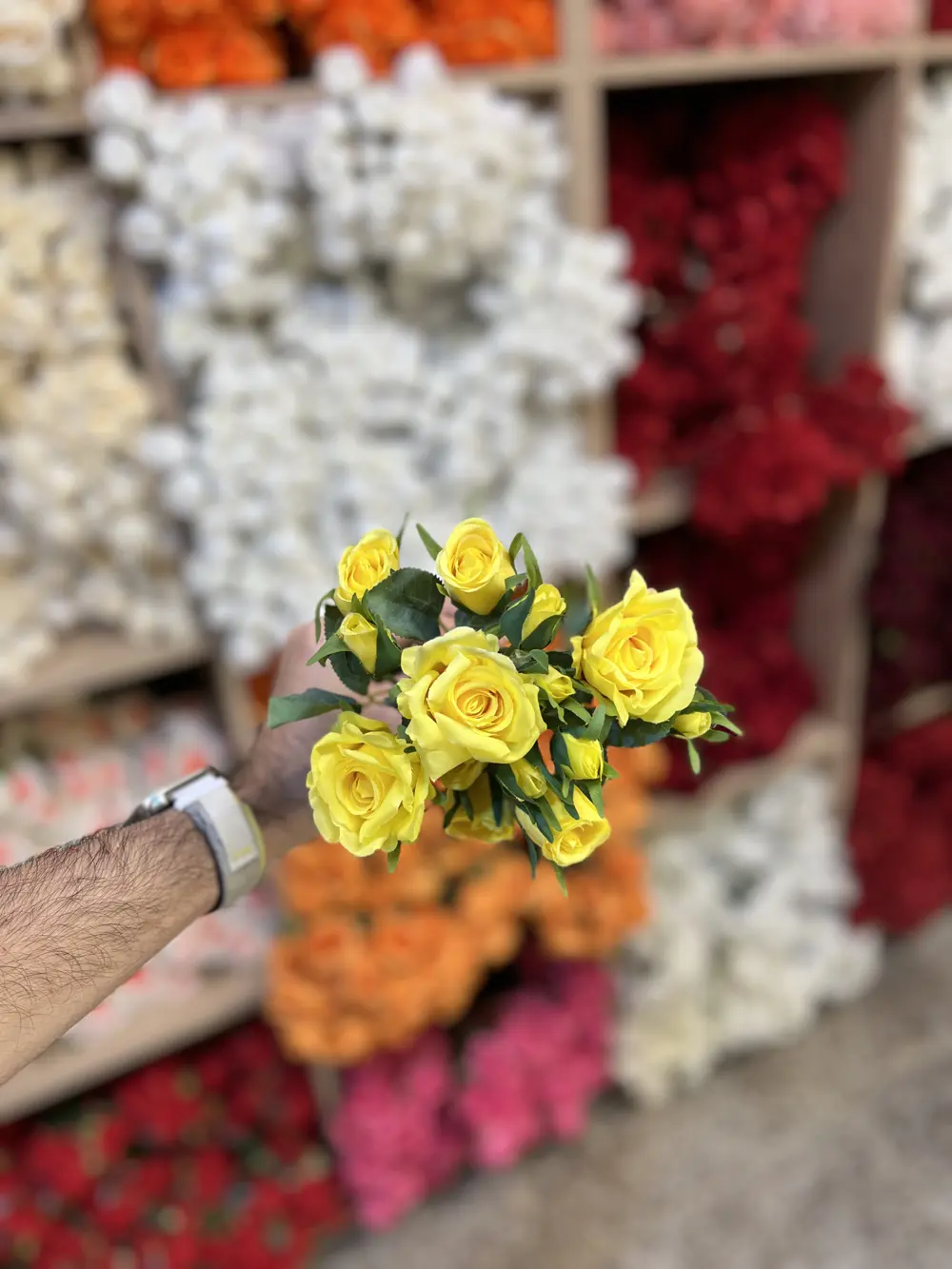 بيبي روز ٣ غصن اصفر