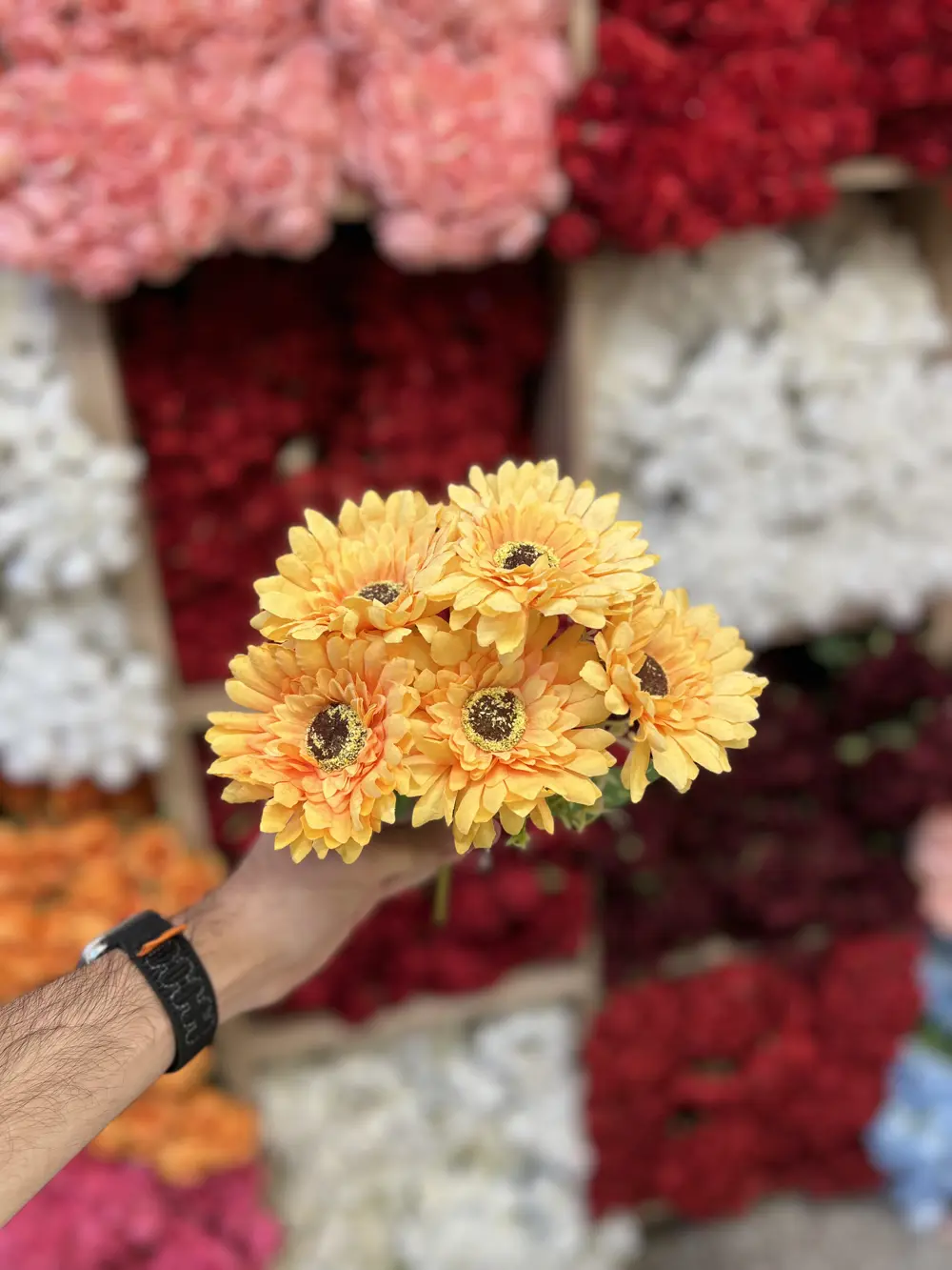 اصفر