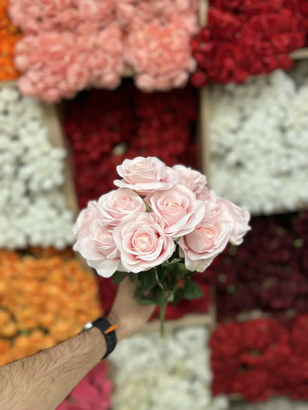 جوري ١١ وردة / وردي فاتح