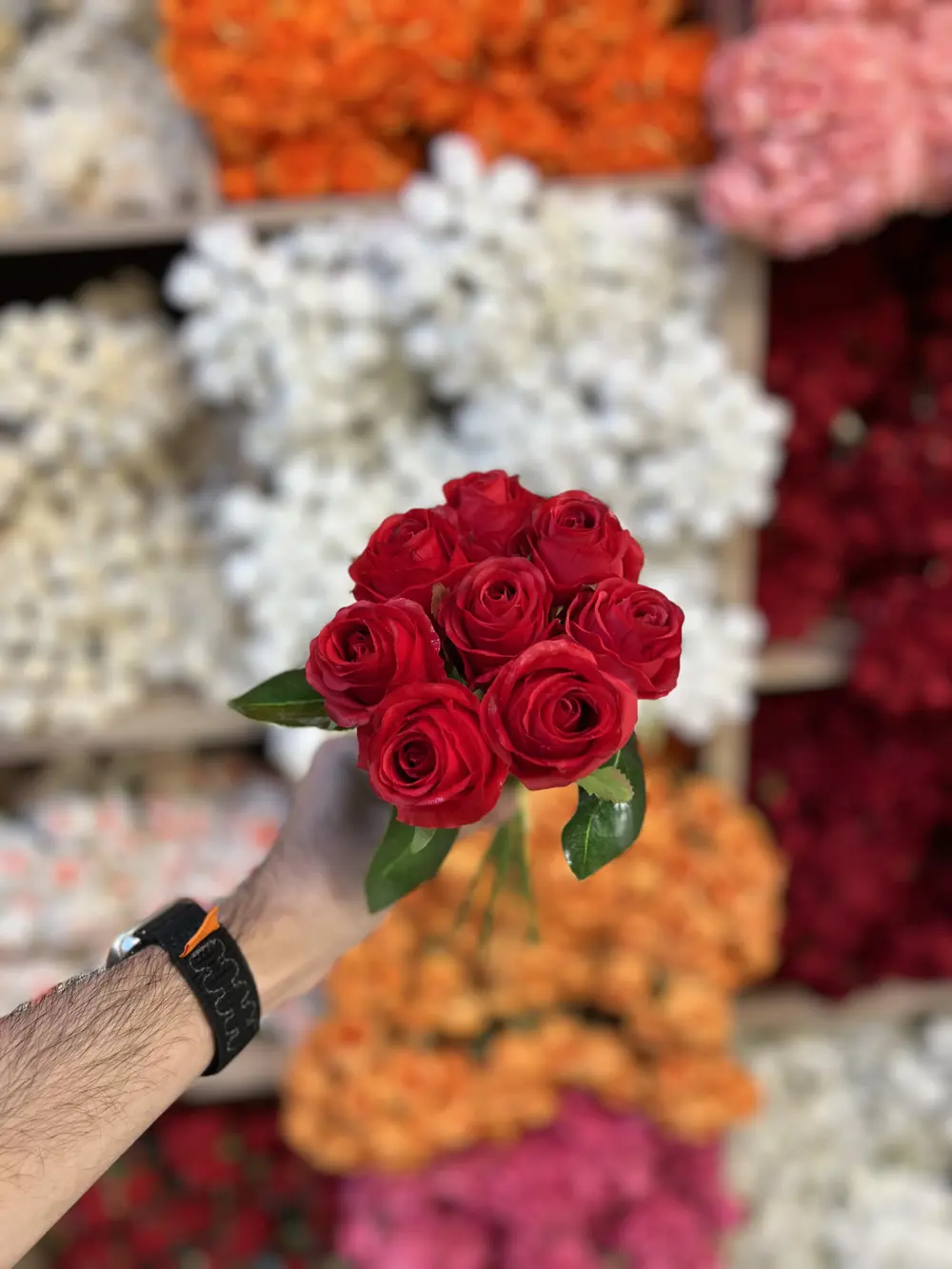 بيبي روز ٨ وردات / احمر
