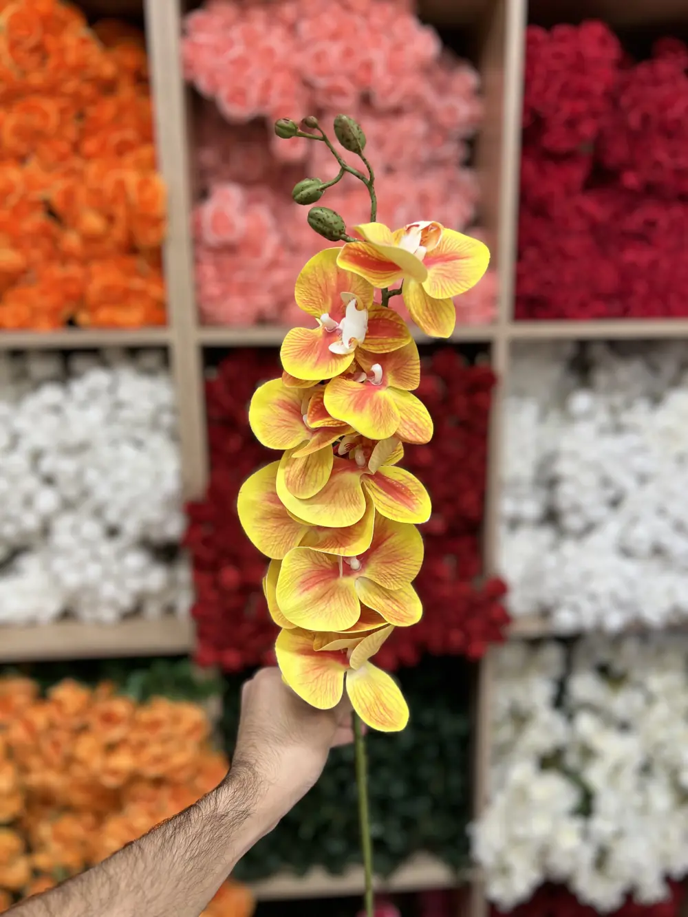 برتقالي