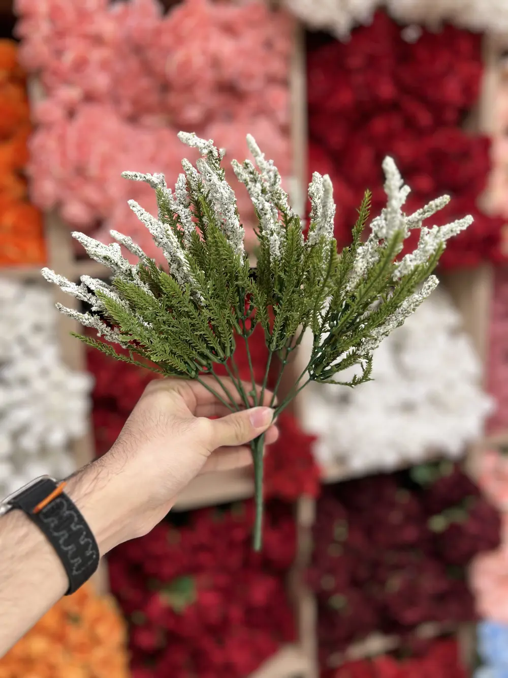 لافندر اخضر ٩ افرع