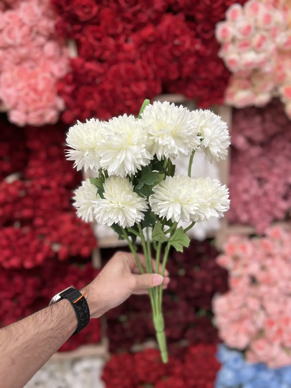 قرنفل اوف وايت 