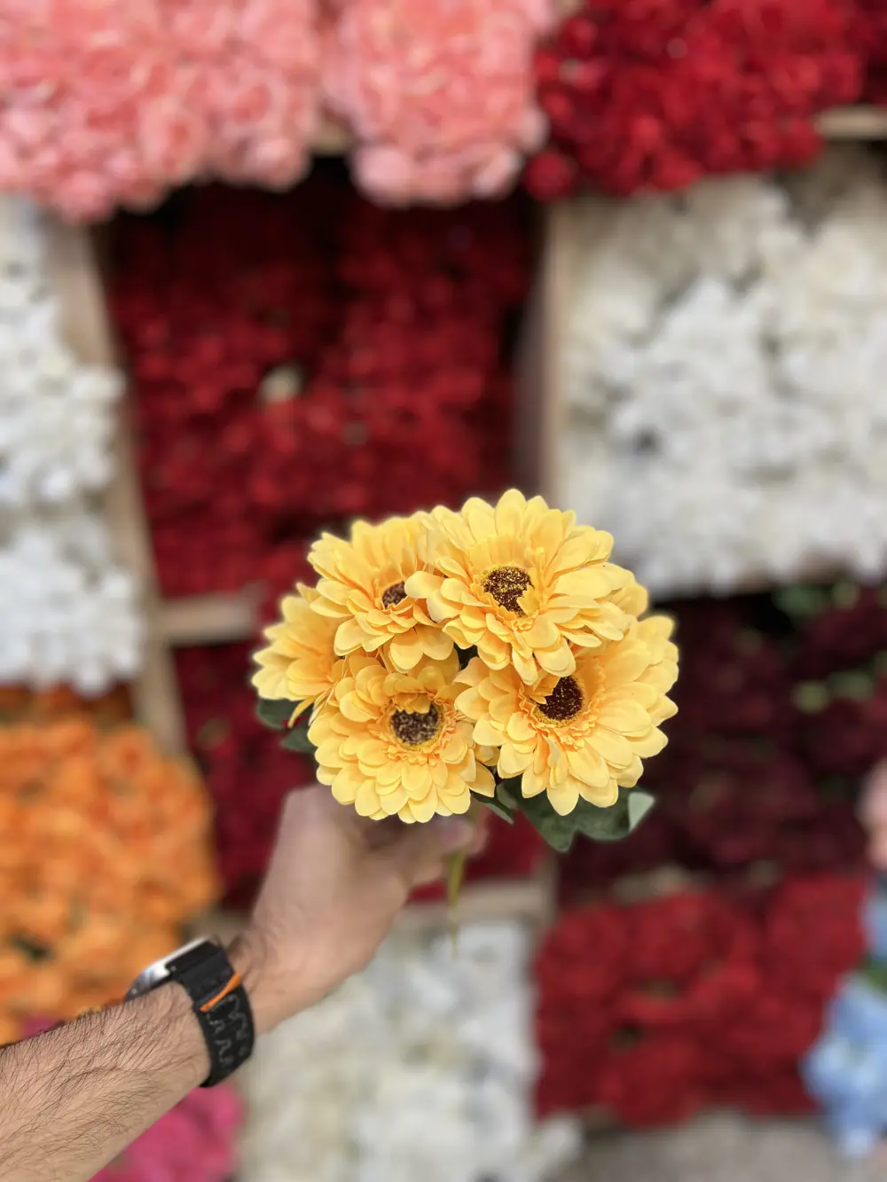 اصفر